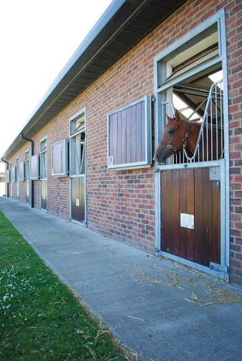 Equine builder Newmarket